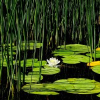 db1b9ca6_cf_6ad1bacf6752d_water-lily-4925482_1280